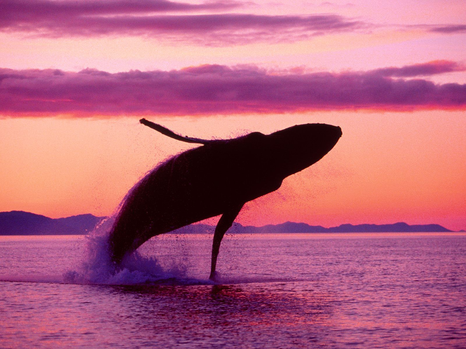 baleine fond d'ecran