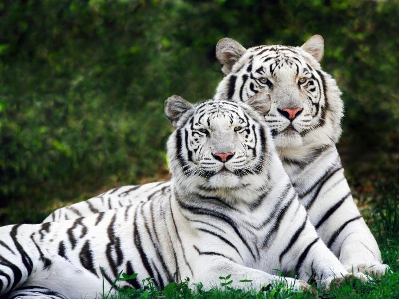 RÃ©sultat de recherche d'images pour "tigre blanc avec le loursou"