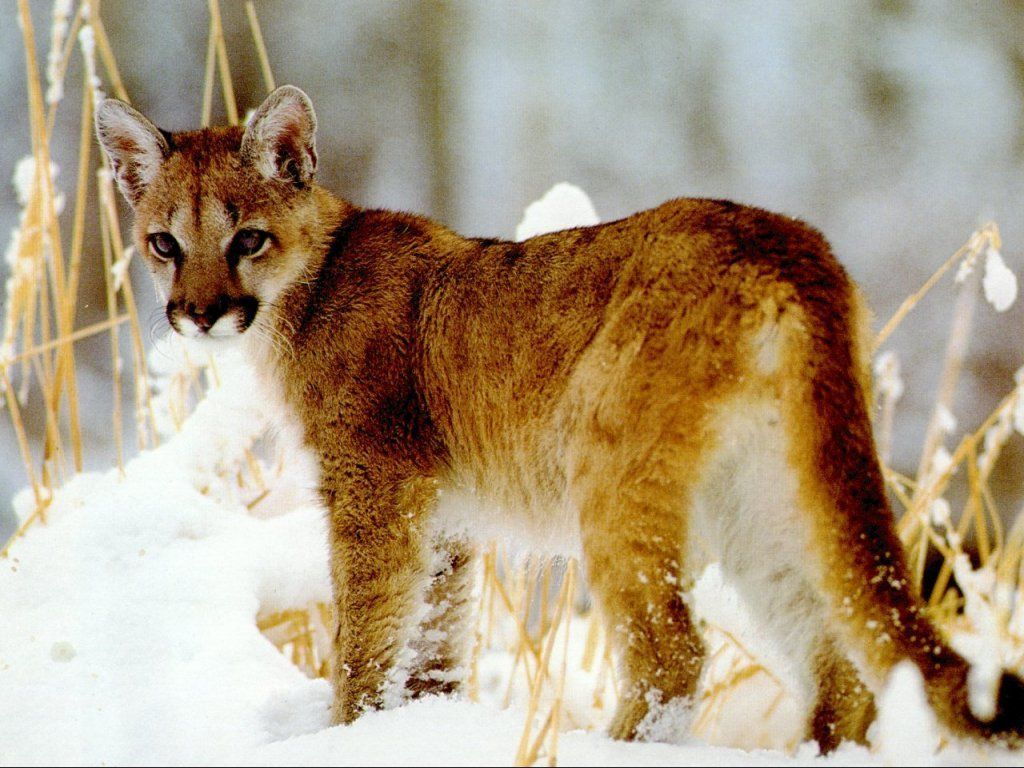 photo du puma photo du puma