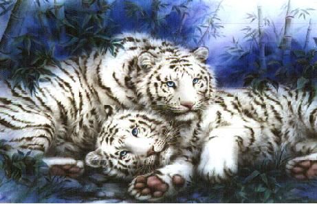 Bébé Tigres Blancs bébé tigres blancs